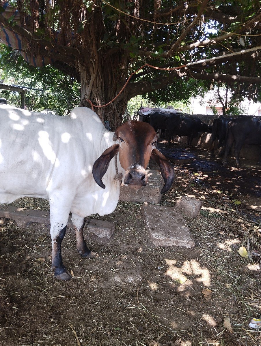 વાછડી વેચવાની છે