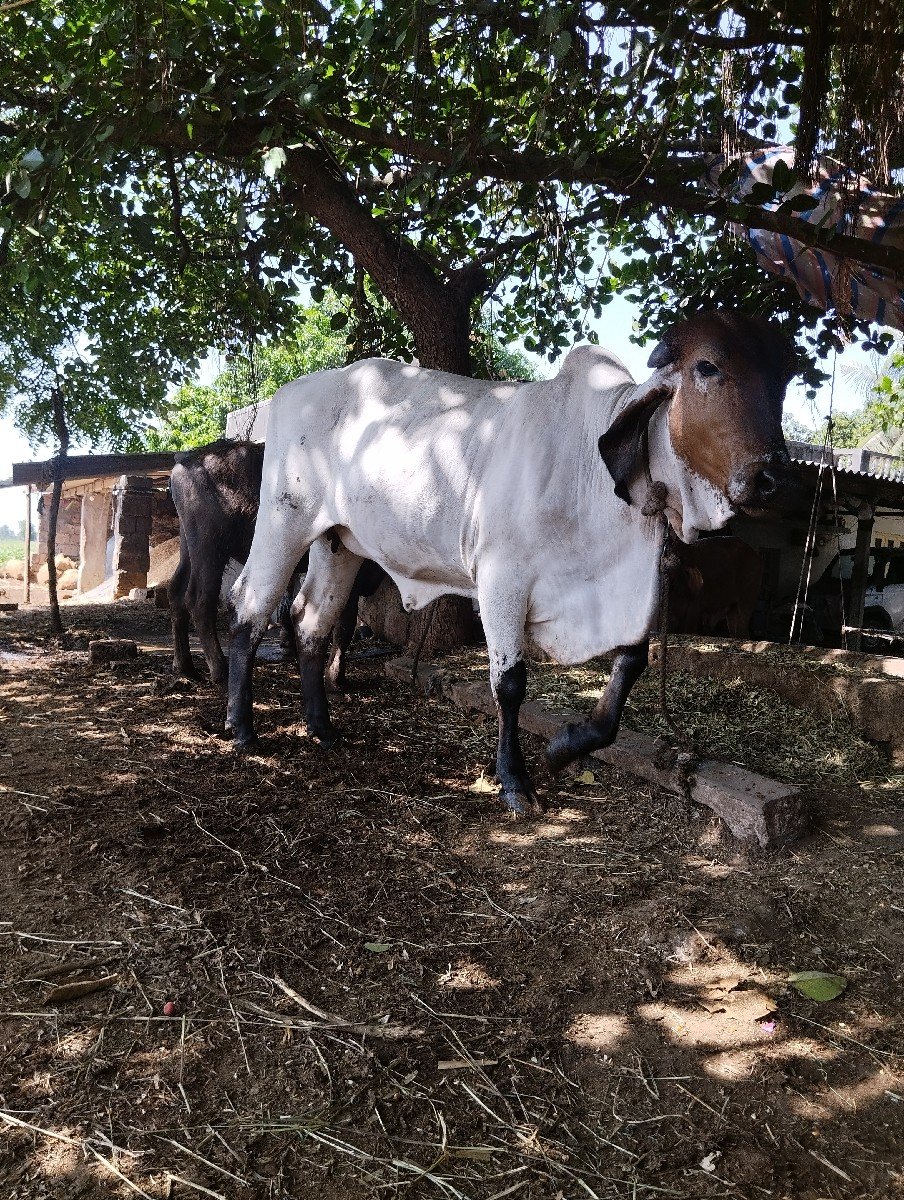 વાછડી વેચવાની છે
