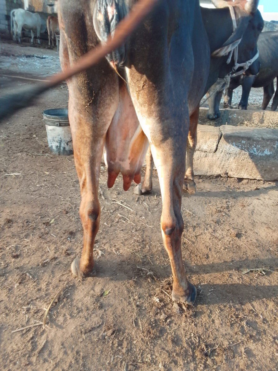 કાળી ગાય વેચવાની છે 5/6/દિવસ કાચી