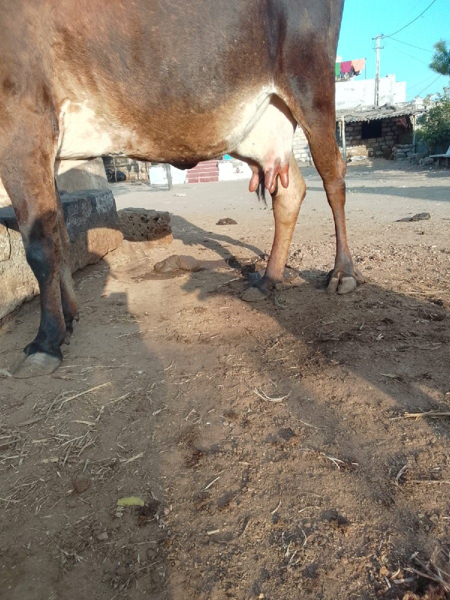 કાળી ગાય વેચવાની છે 5/6/દિવસ કાચી
