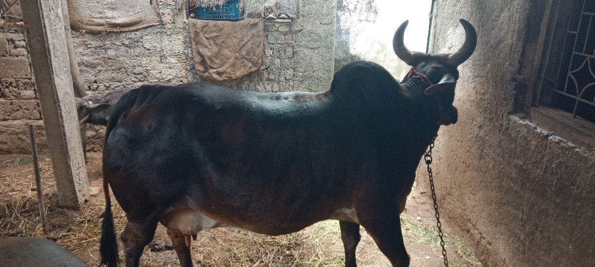 3 ju vetar