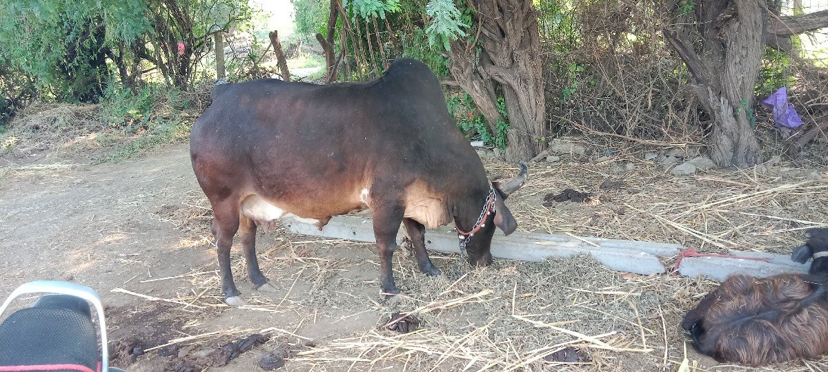 3 ju vetar