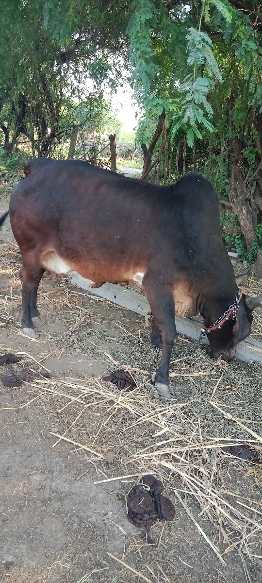 3 ju vetar