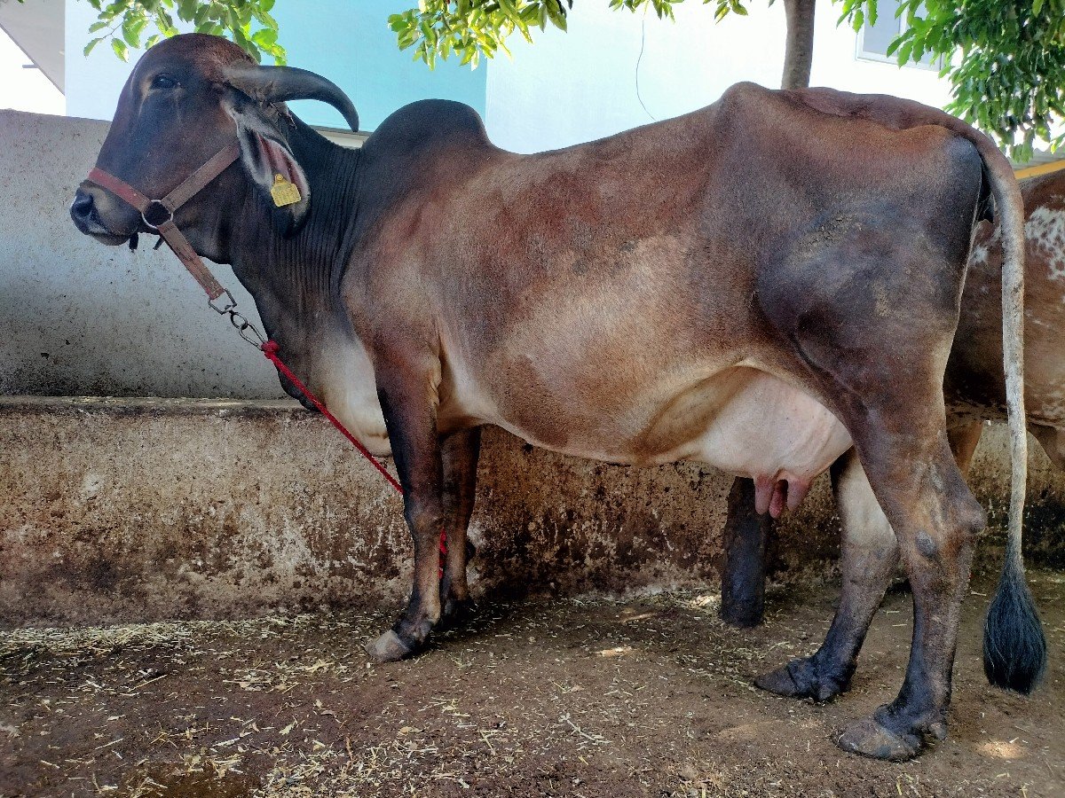 ગાય વેચવાની છે