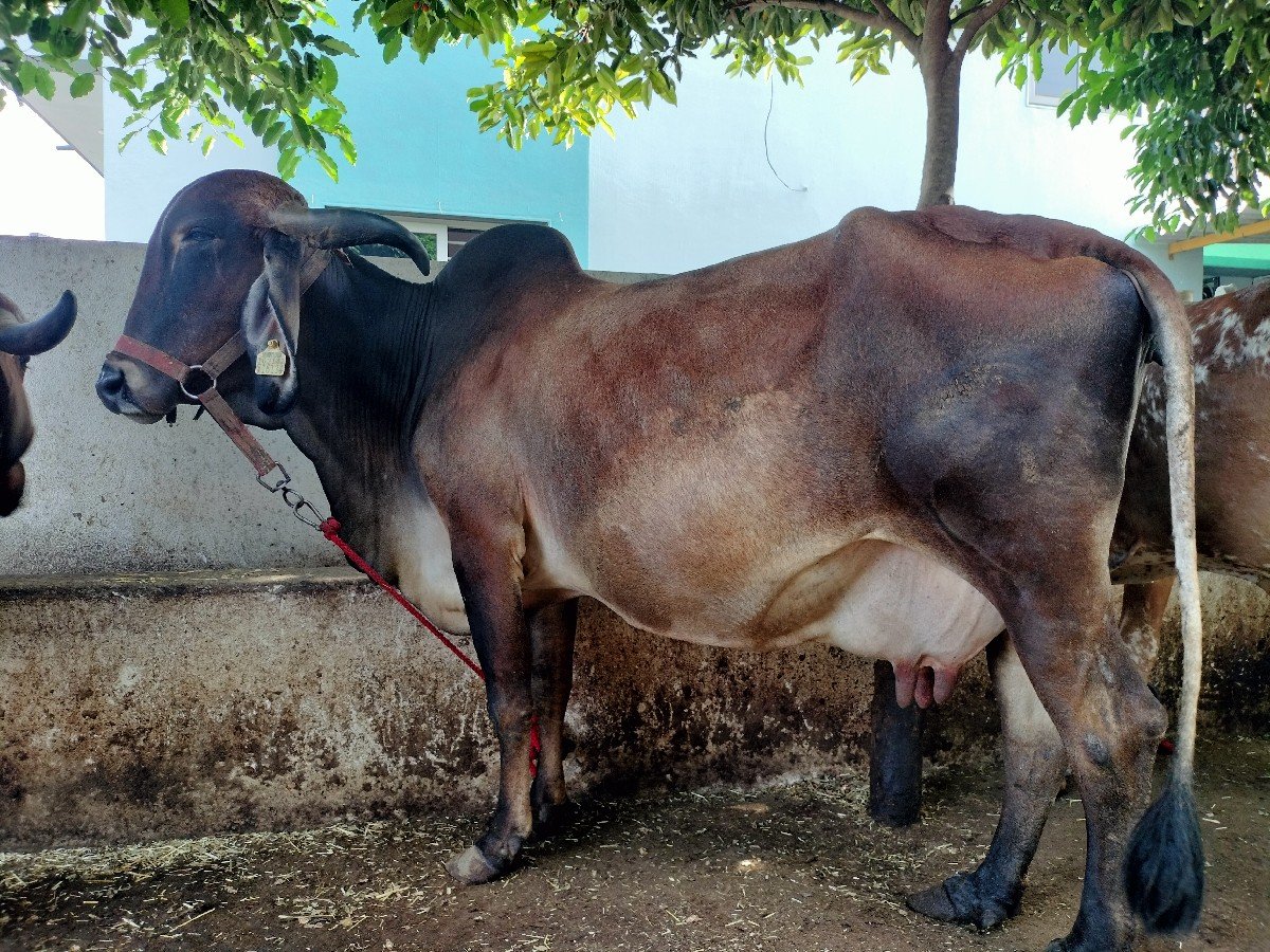 ગાય વેચવાની છે
