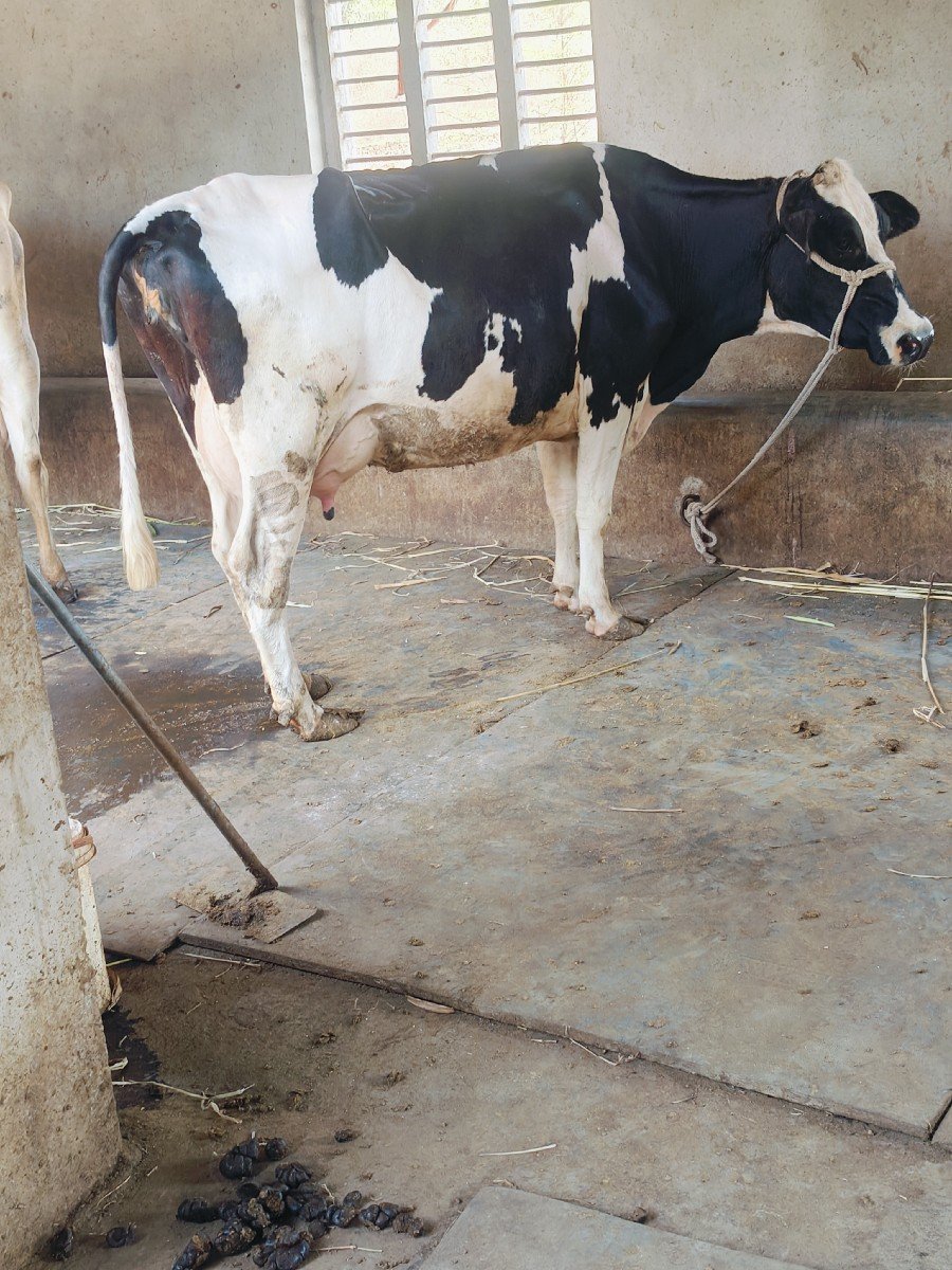 એચ. એફ. ગાય વેચવાની છે