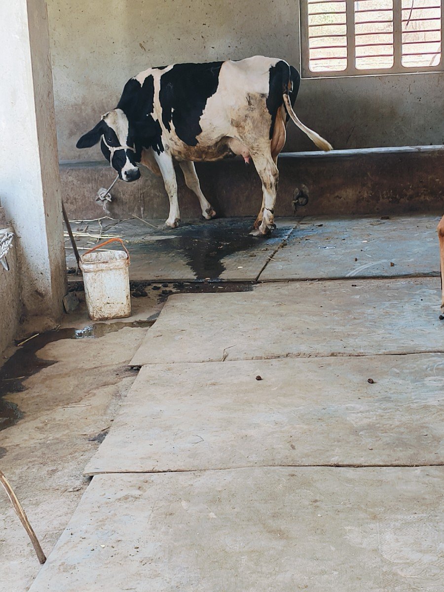 એચ. એફ. ગાય વેચવાની છે