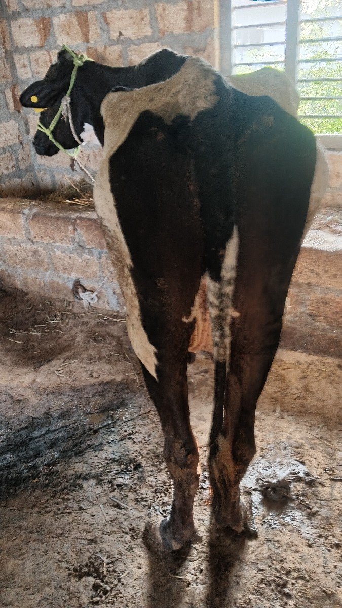 6.7 લીટર દૂધ હજાર માં સે