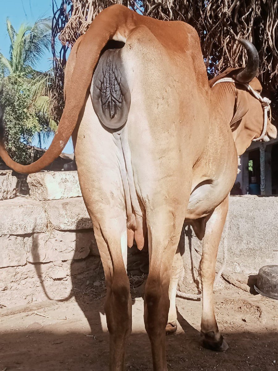 પેલું વેતર