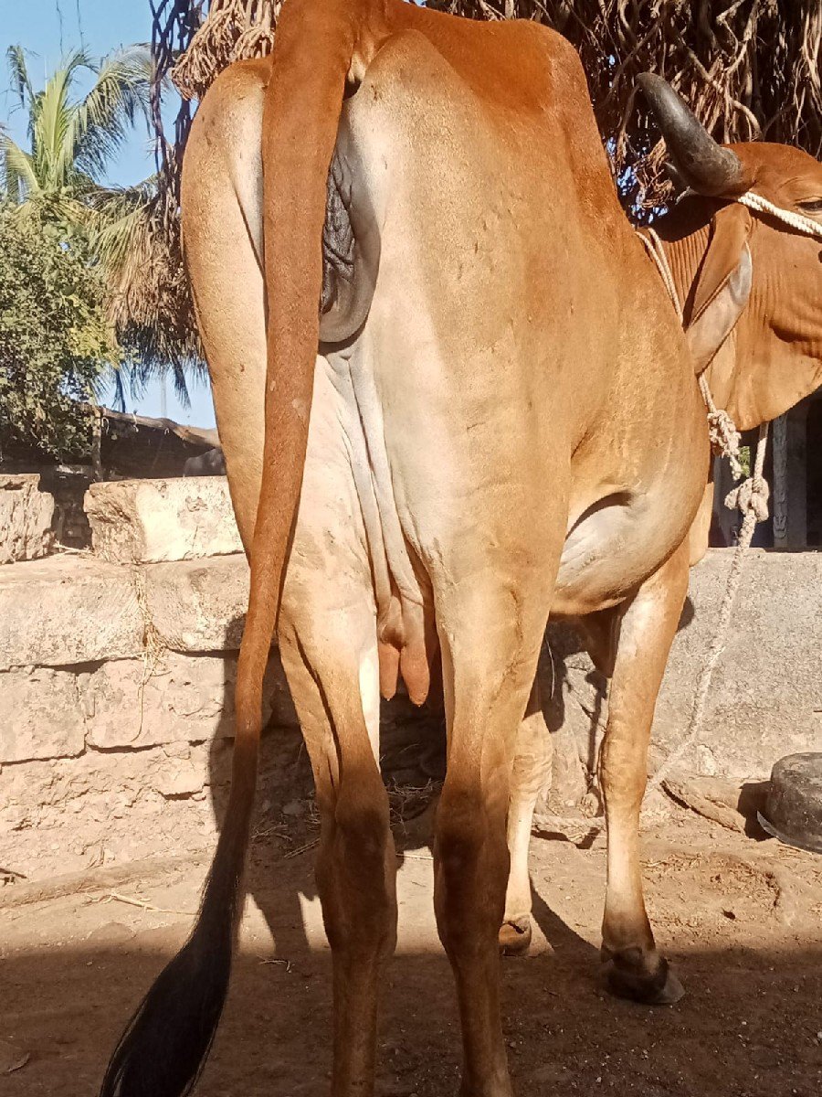 પેલું વેતર