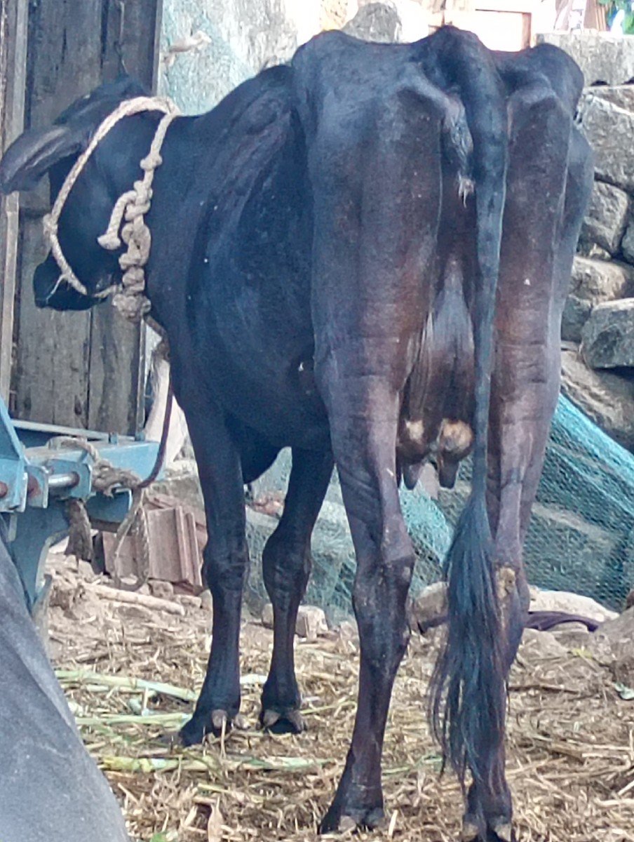 ગાય વેચવાની છે