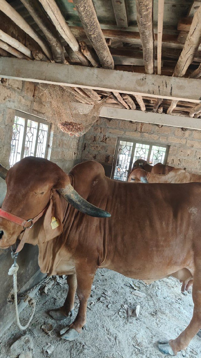 ગીર ગાય વેચવાની છે