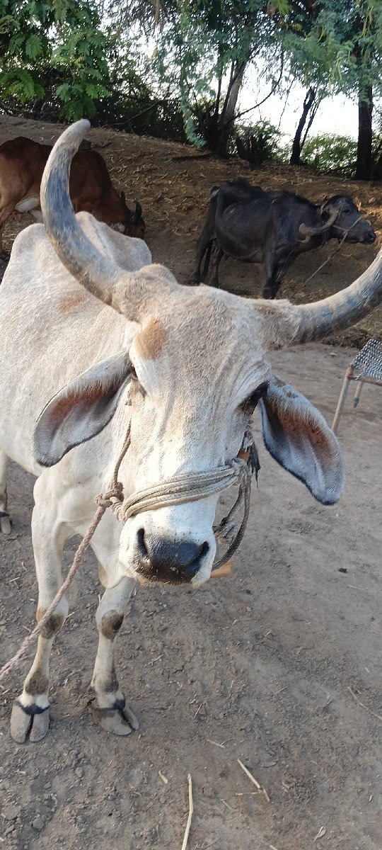ગાય વેચવાની છે