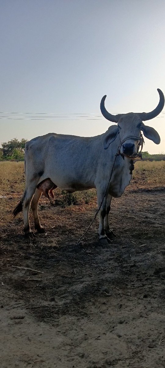 ગાય વેચવાની છે