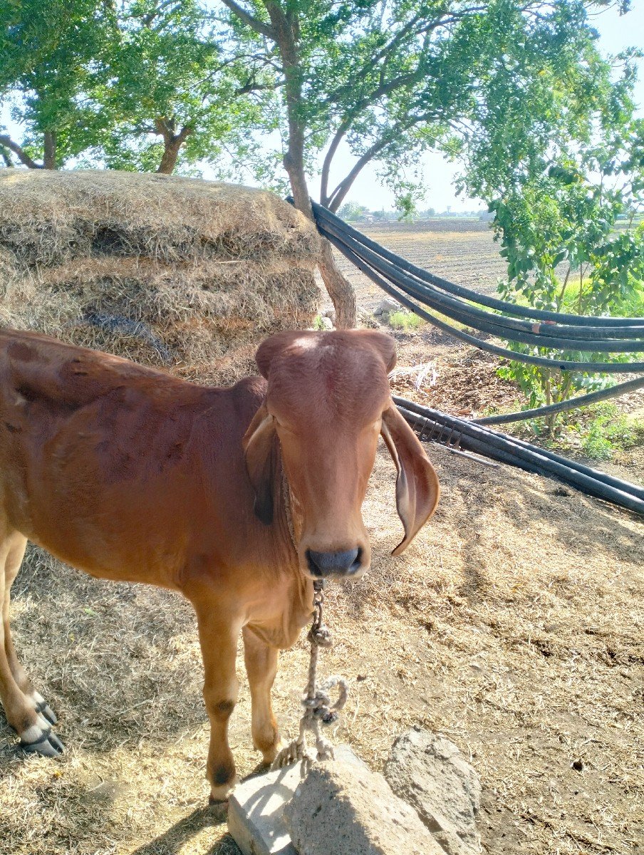 gir vasadi vechvani che.