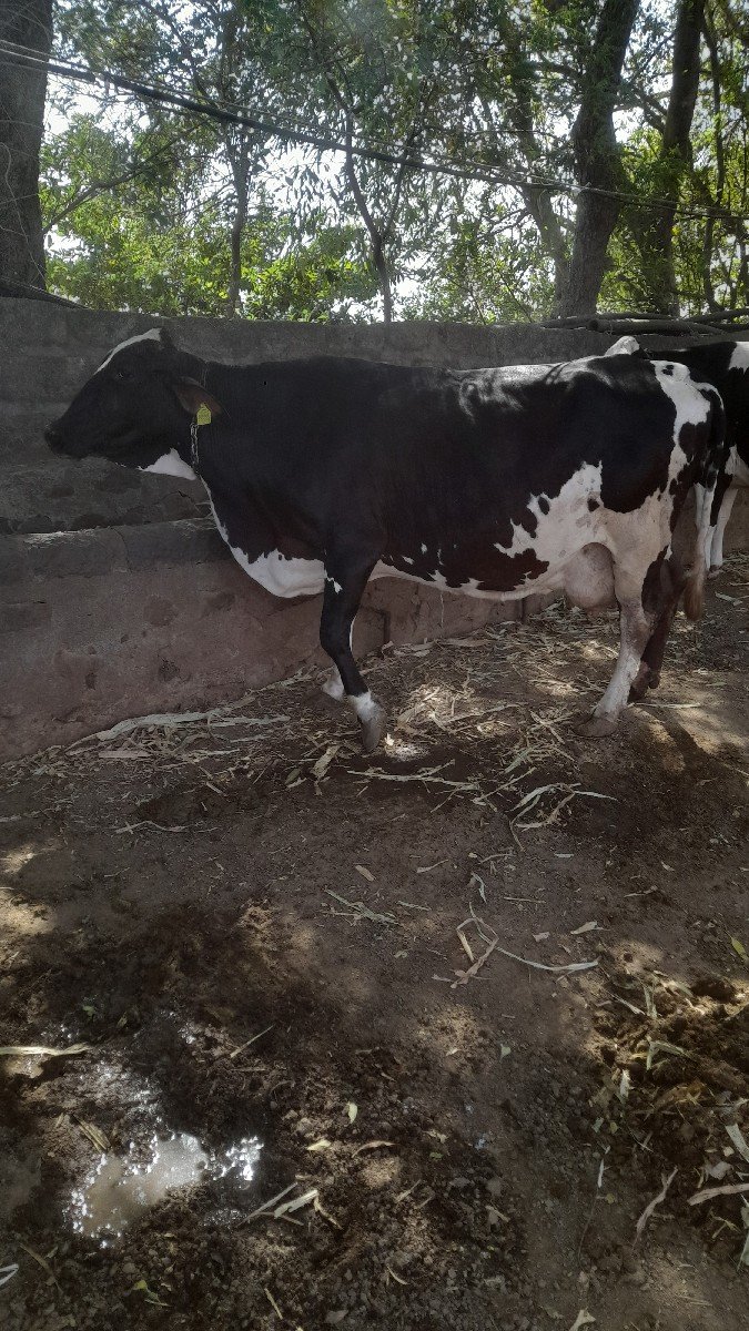 ગાય વેચવાની સે