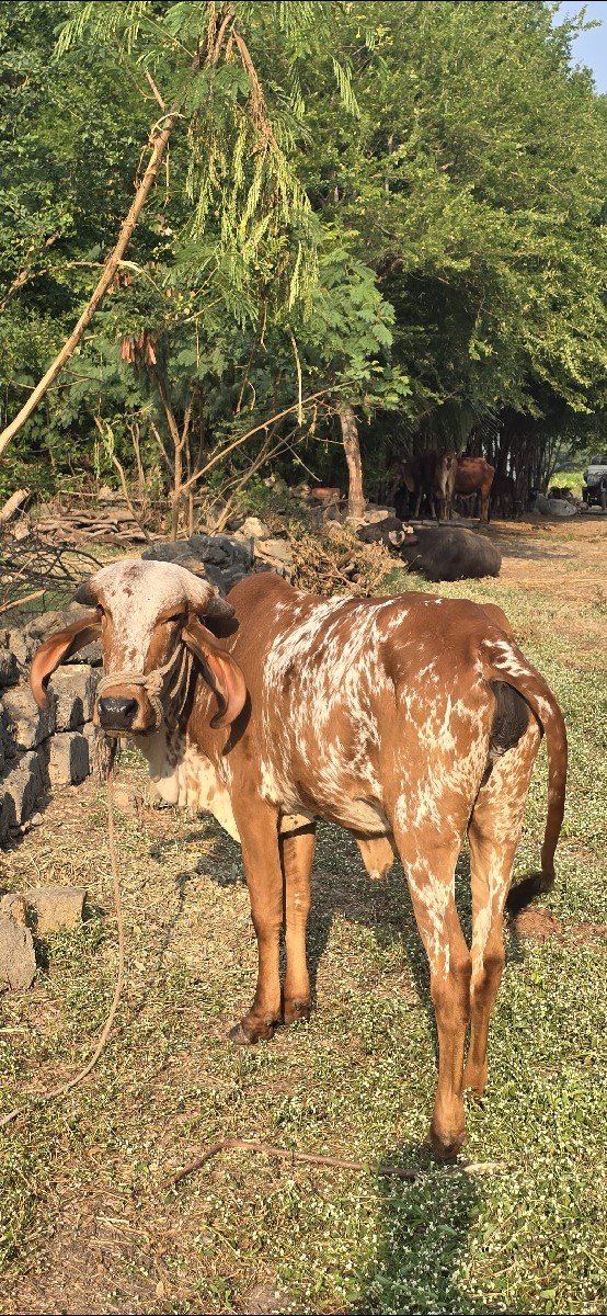 gir vashdi dhori kabri