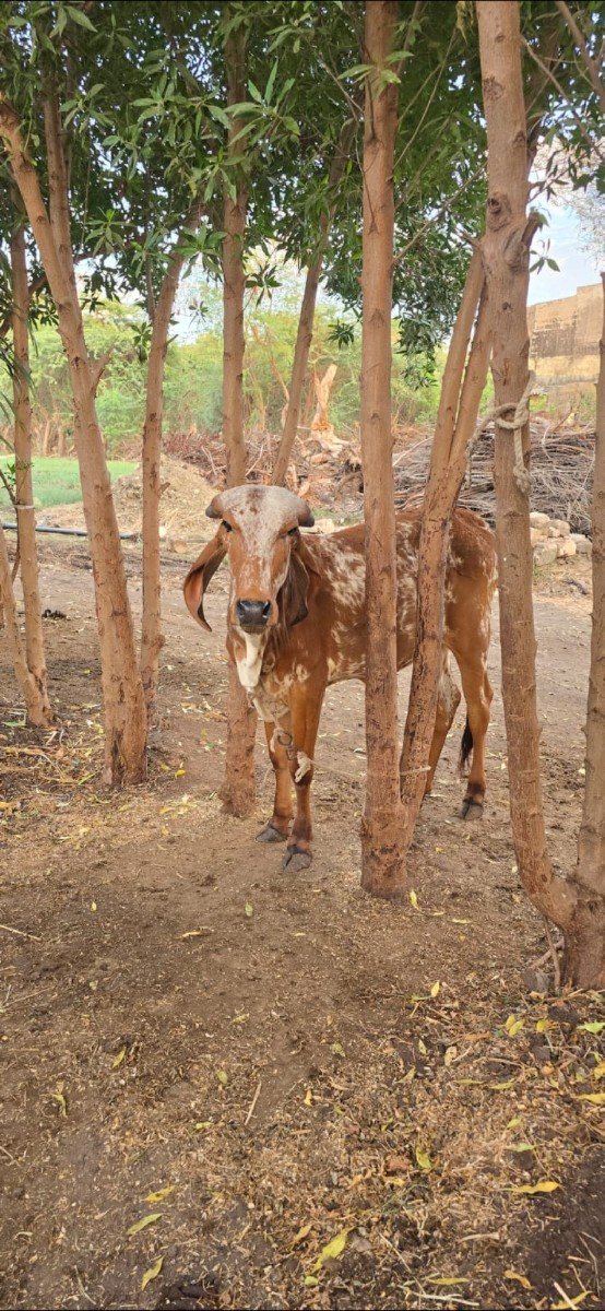 gir vashdi dhori kabri