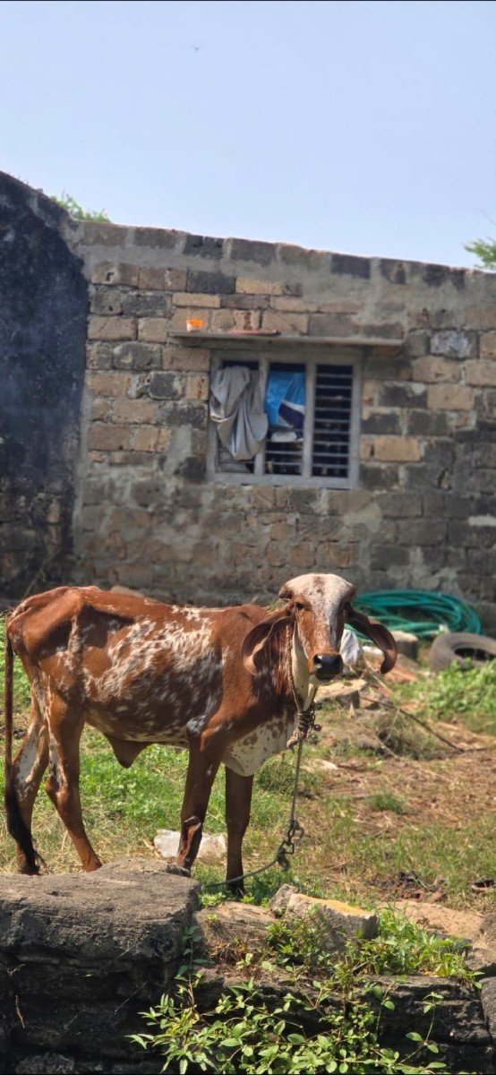 gir vashdi dhori kabri