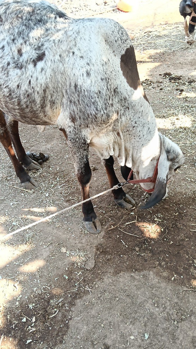 લીલડી ગીર વાસડી