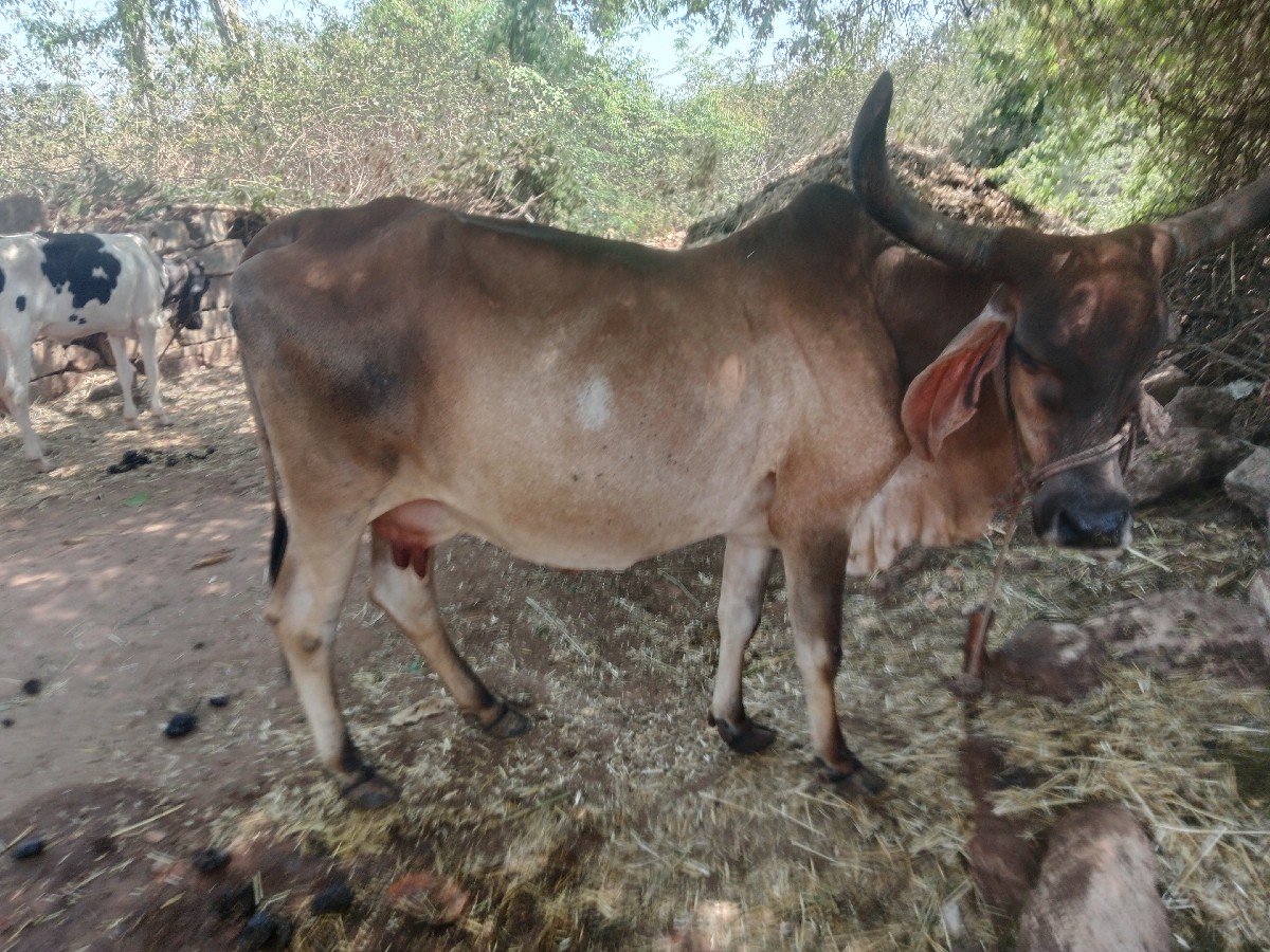 ગાય વેચવાની છે