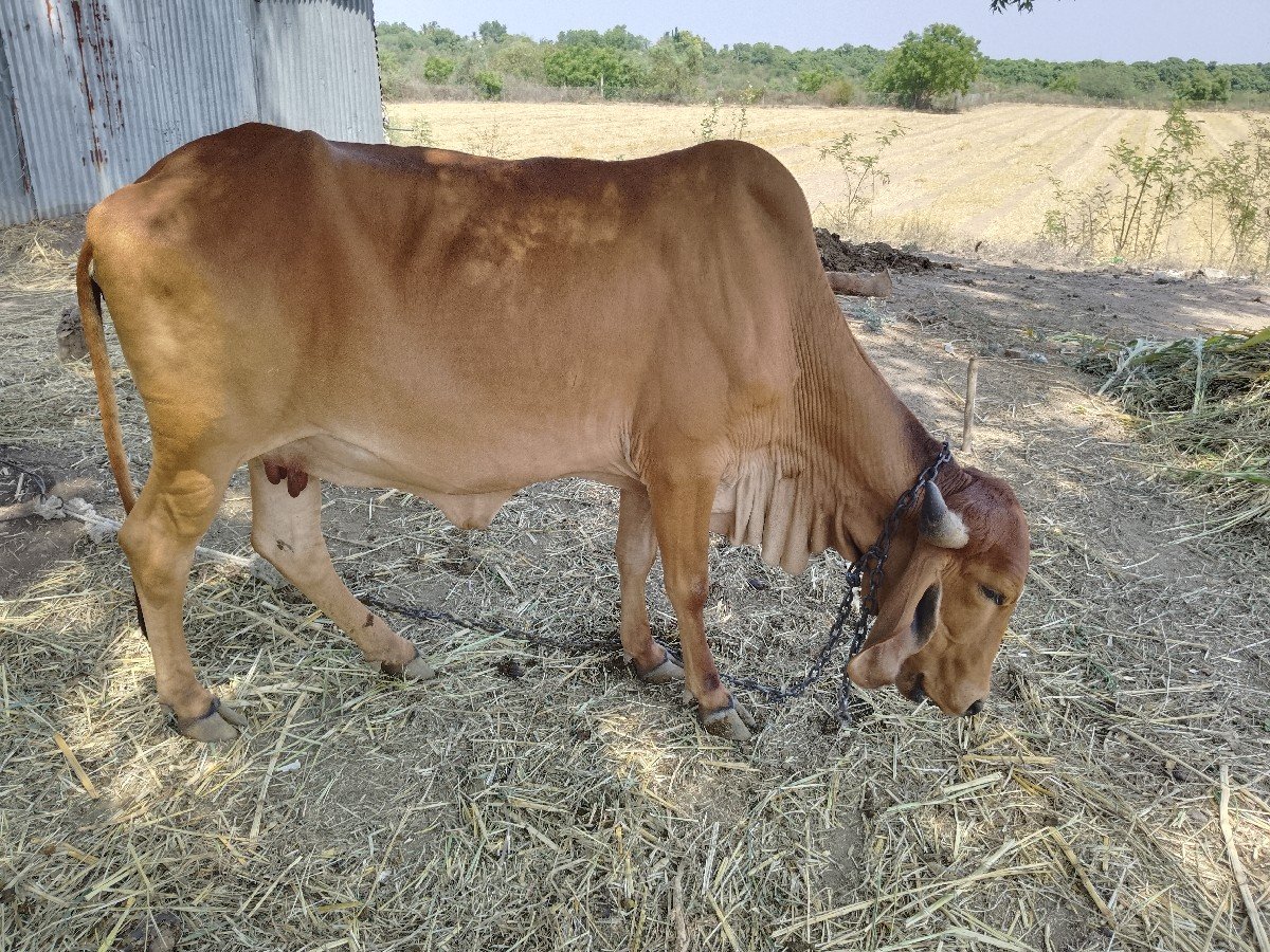 ગીર ગાય વેચવાની છે