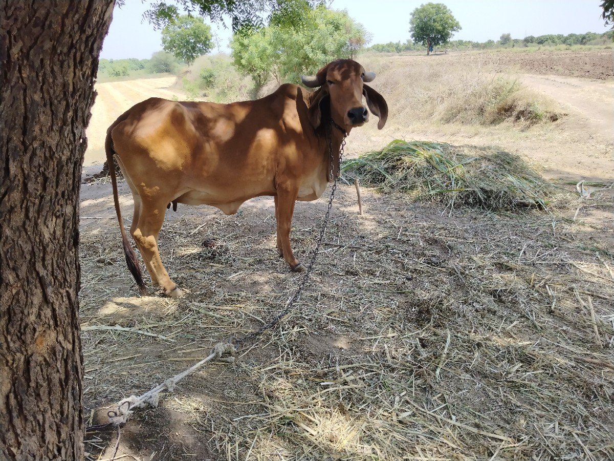 ગીર ગાય વેચવાની છે
