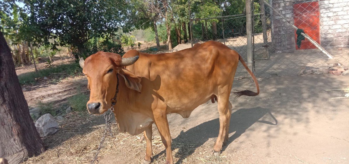 ગીર ગાય વેચવાની છે
