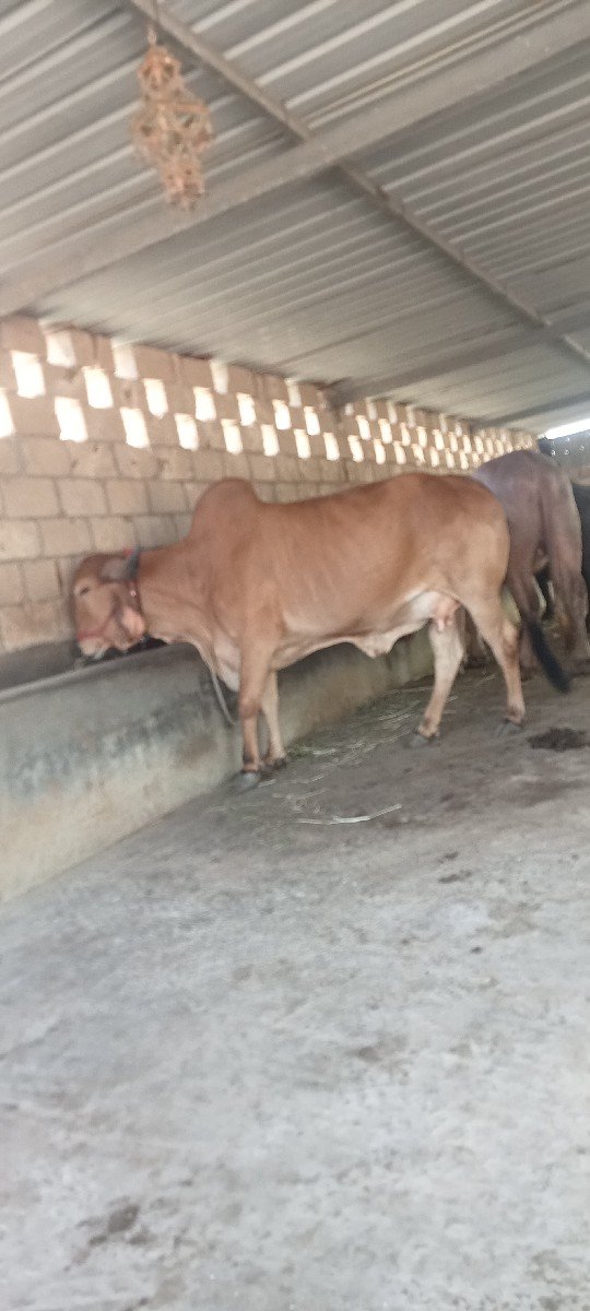 ગાય વેચવાની છે