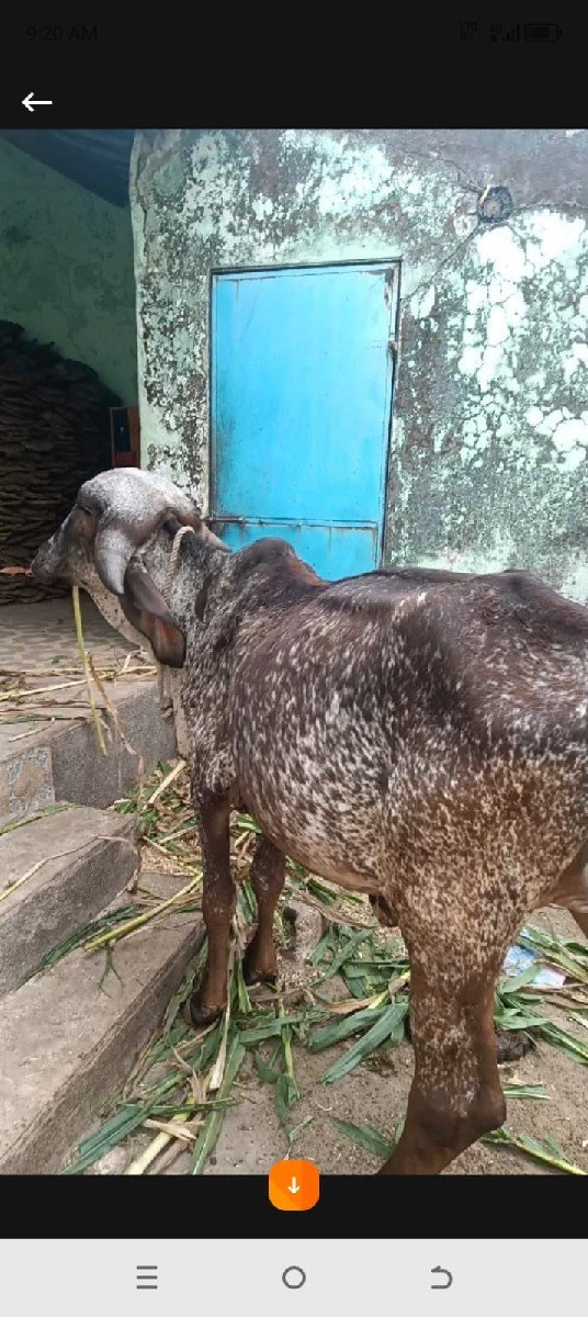 ગીર વાશડી છૅ