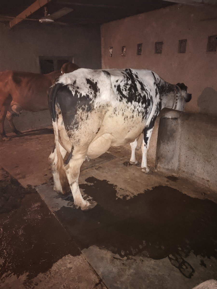 ગાય વેચવાની છે