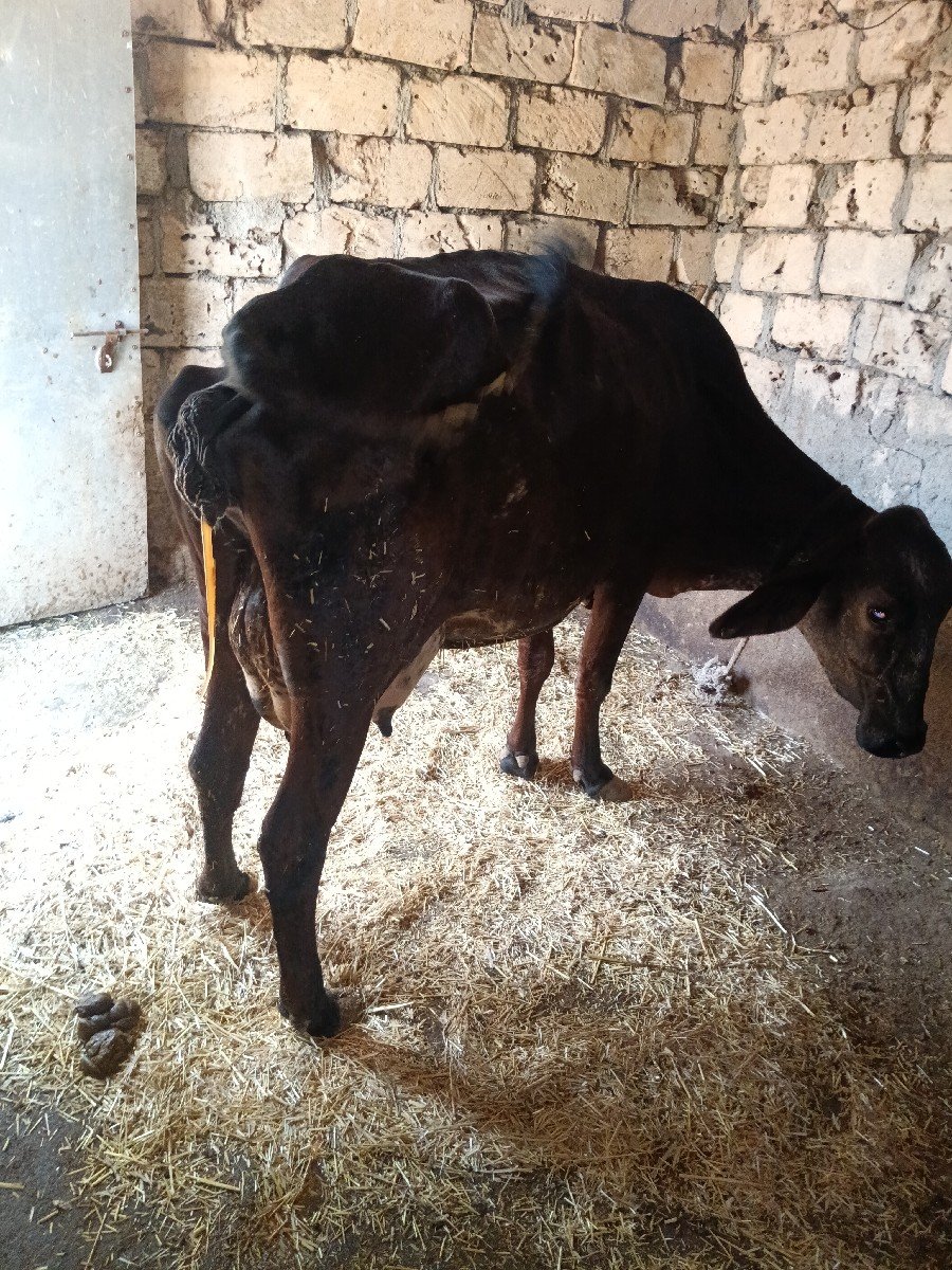 ગાય વેચવાની છે