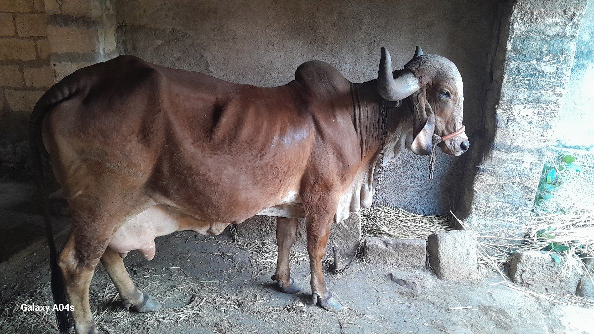 ગાય વેચવાની છે