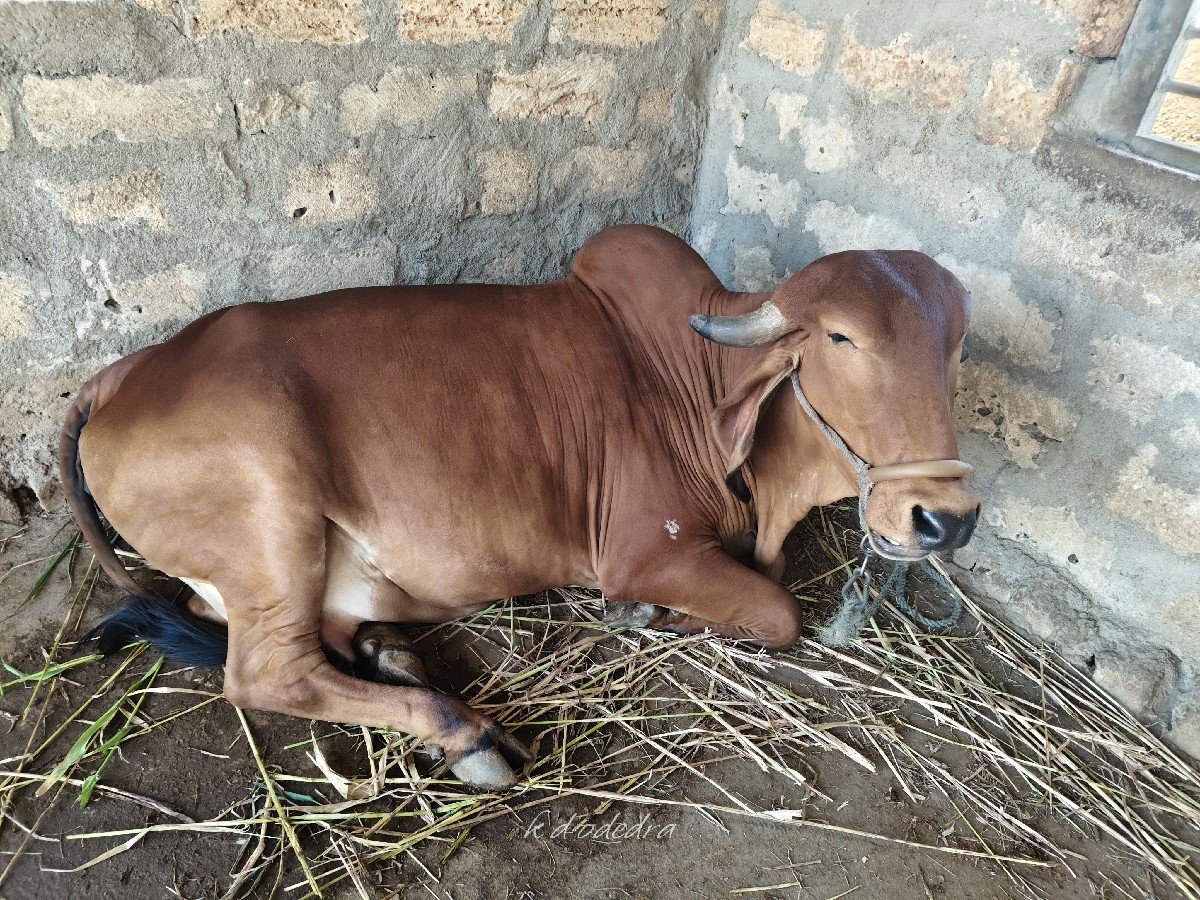 gay vechvani che