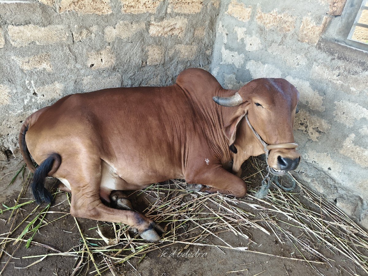 gay vechvani che