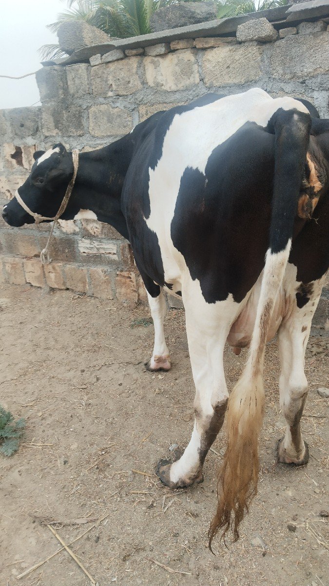 7.8 લીટર દૂધ હજાર માં સે