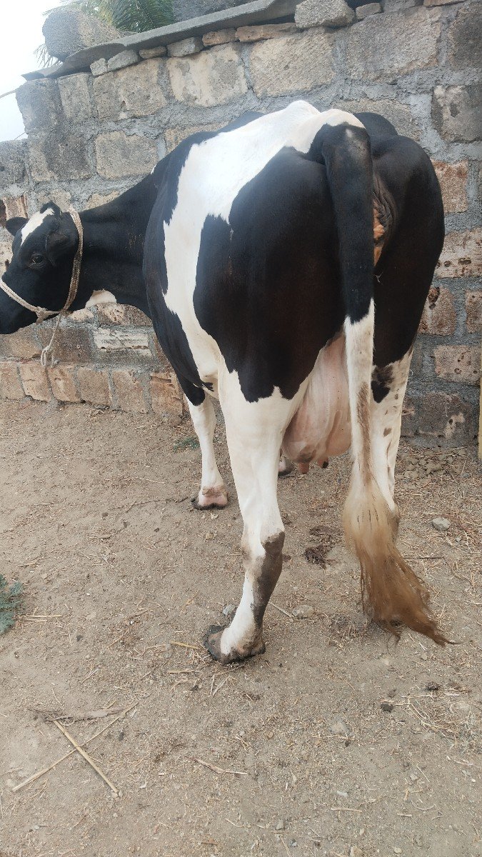 7.8 લીટર દૂધ હજાર માં સે