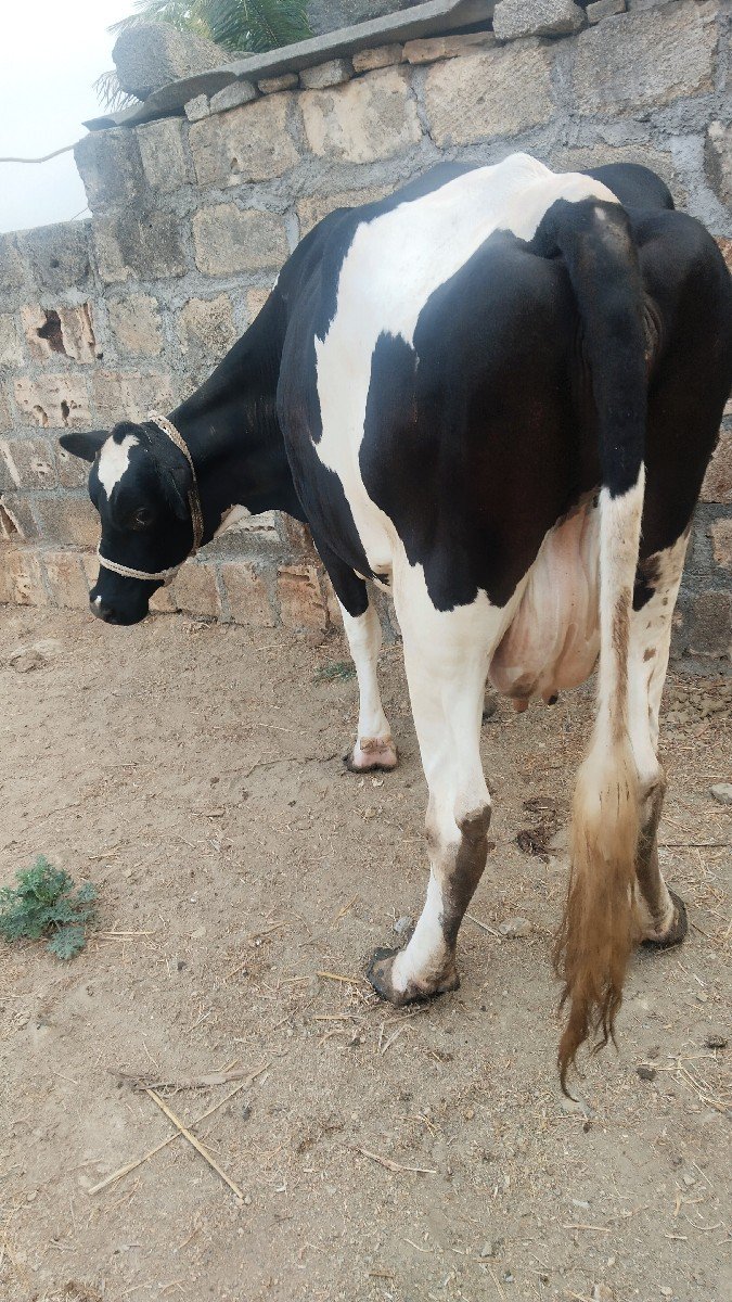 7.8 લીટર દૂધ હજાર માં સે