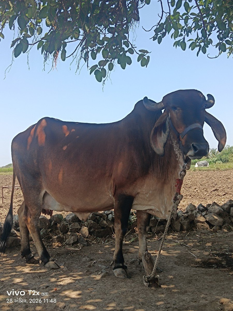 ગાય વેચવાની છે