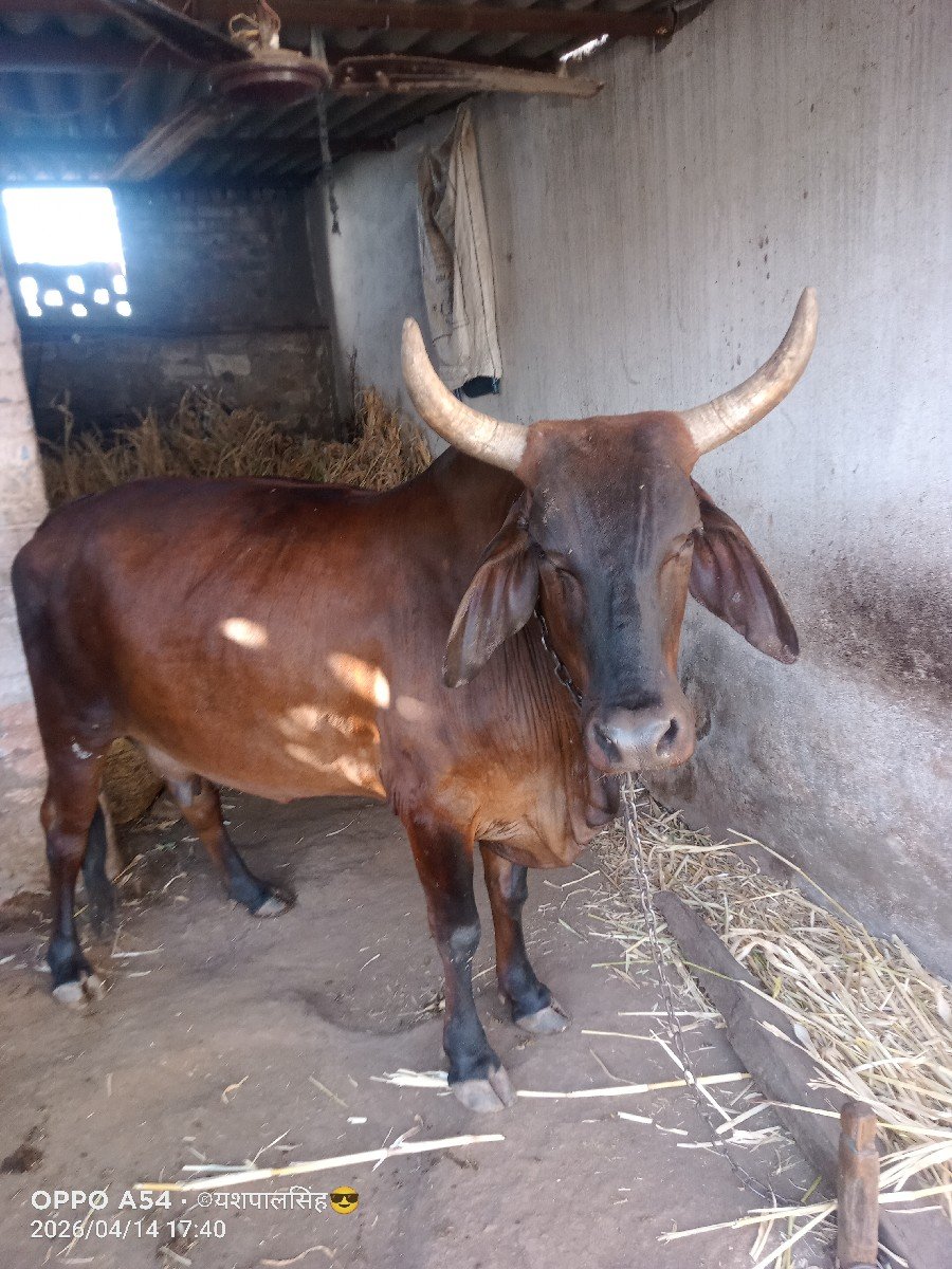 vechvani che ga