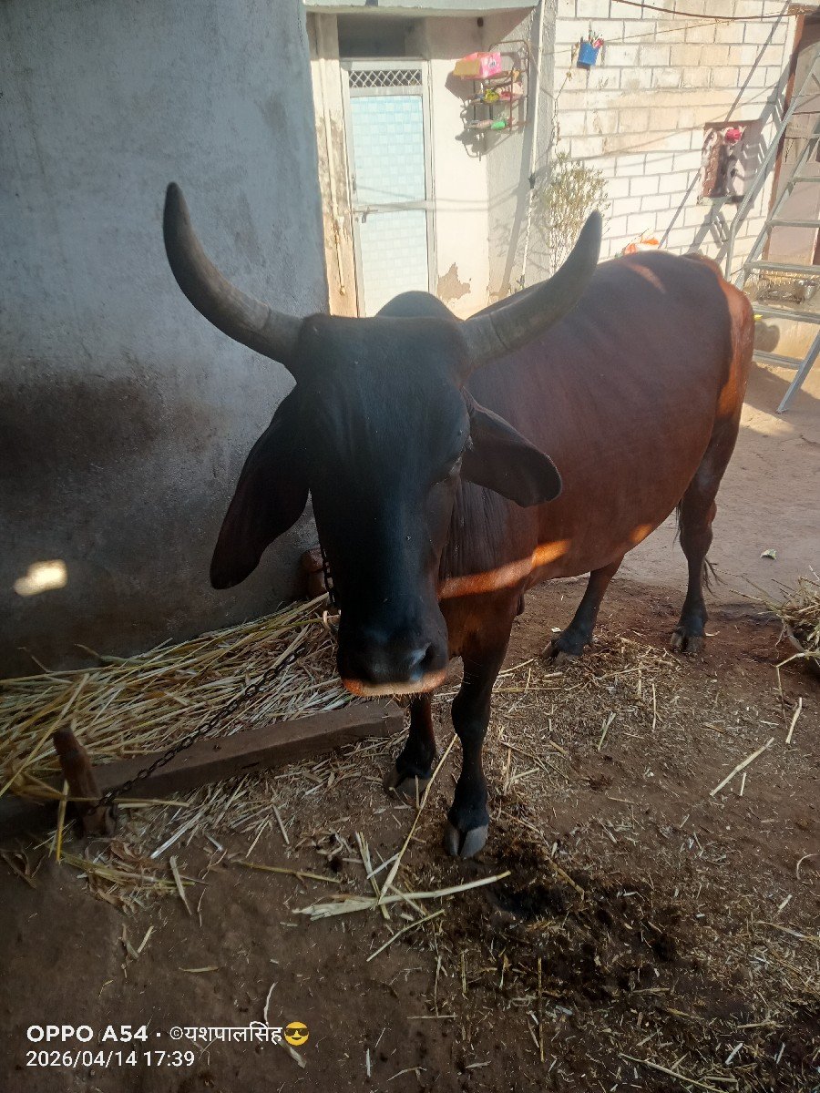 vechvani che ga