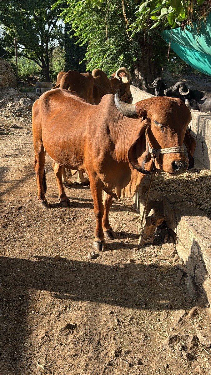 ગીર ગાય વેચવાની છે
