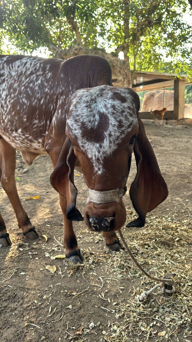 ગીર ગાય વેચવાની છે