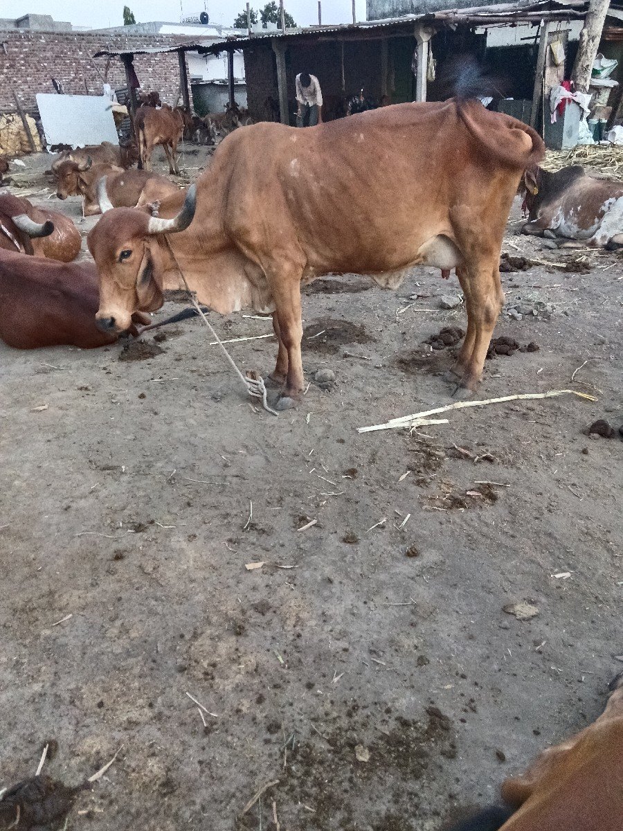ગાય વેચવાની છે