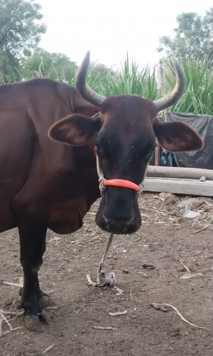 ગાય વેચવાની છે