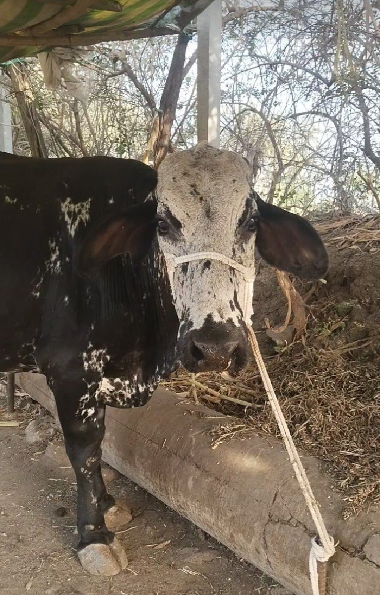 ગાય વેચવાની છે