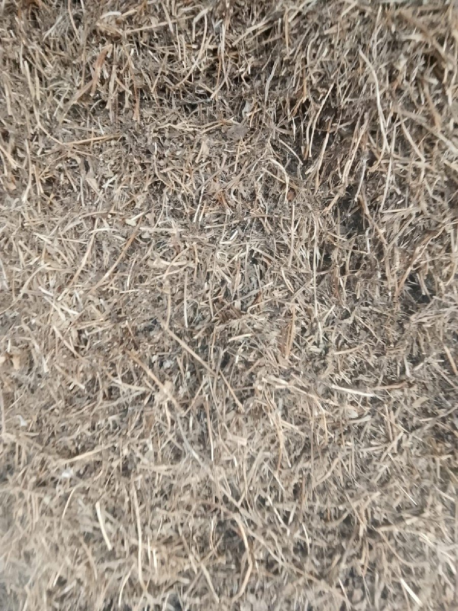 માદવિનોપાલોવેસવાનોછે