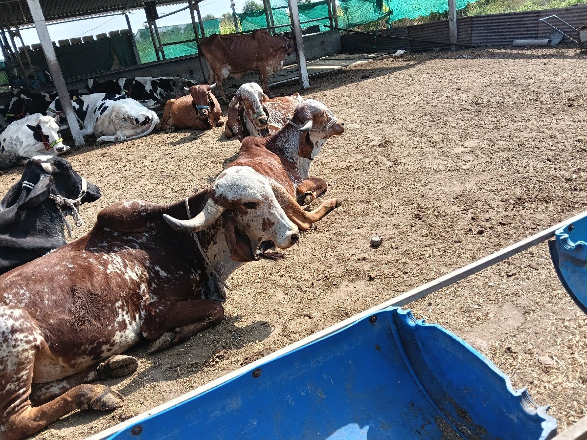 ૧-ખુટ
૧ Hf ક્રોસ ગાય વેચવાની છે
