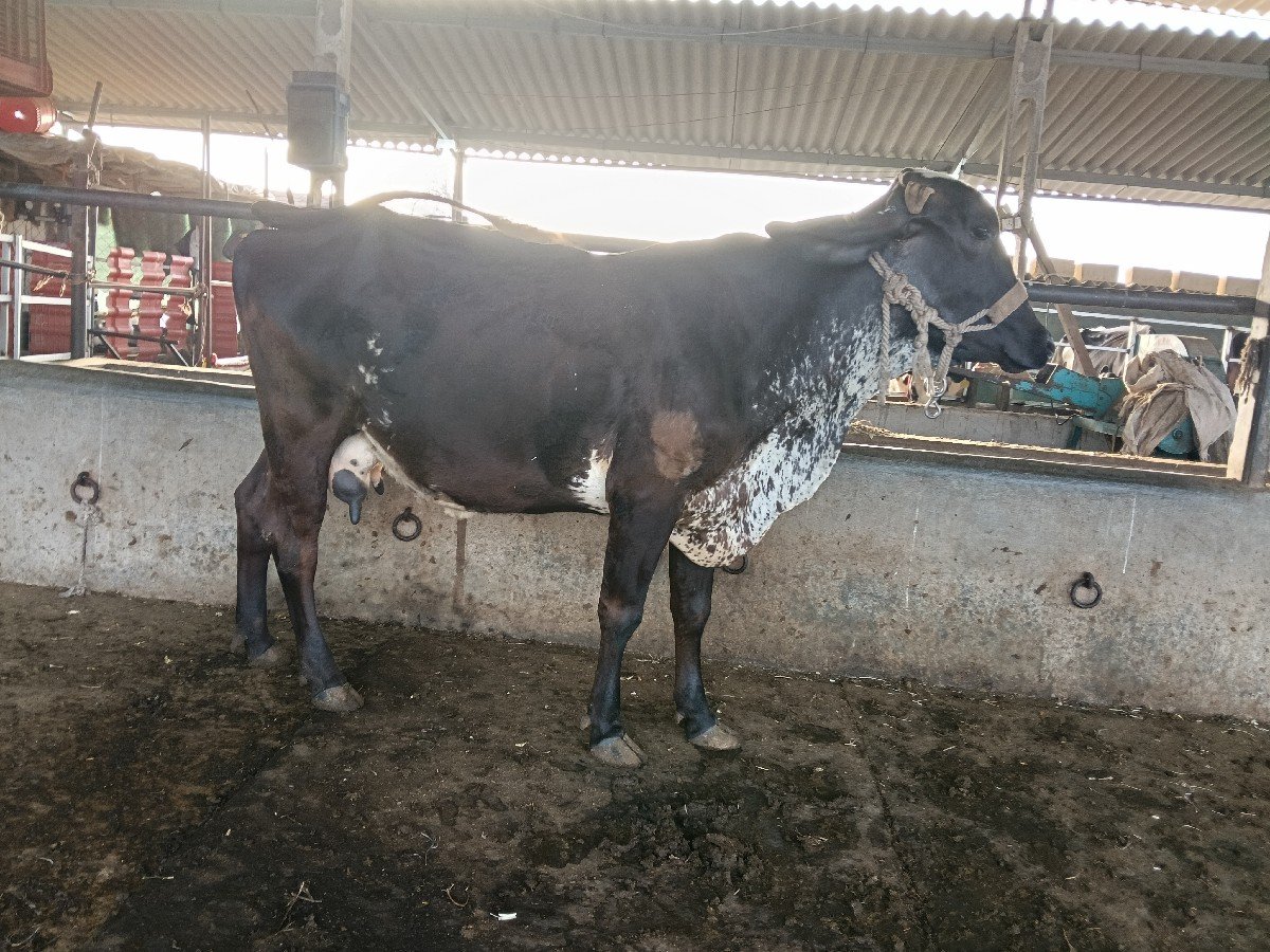 ૧-ખુટ
૧ Hf ક્રોસ ગાય વેચવાની છે