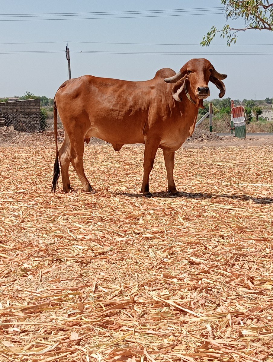 સાગર ભાઈ ગઢવી
